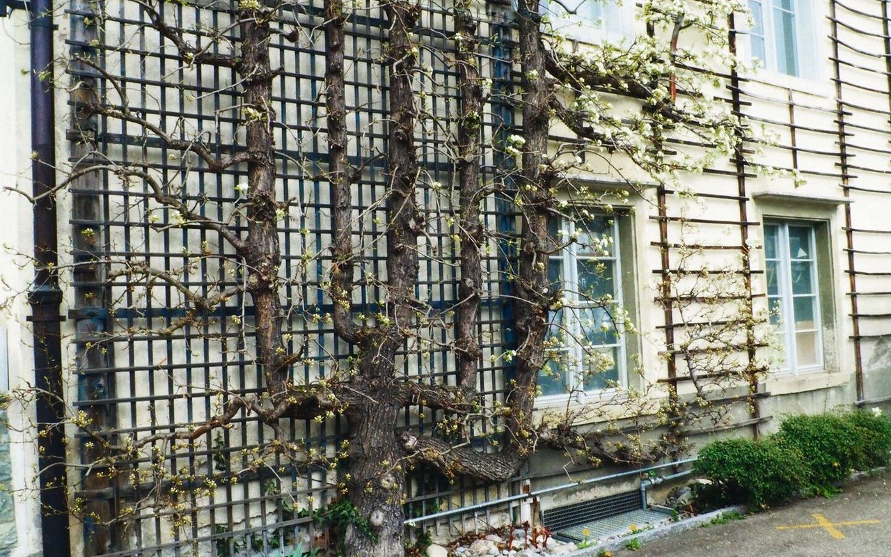 Vor allem an älteren Gebäuden findet man kunstvolle Spalierformen in Palmetten, Verrier- und Fächerpalmetten.