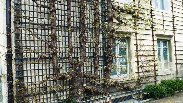 Vor allem an älteren Vor allem an älteren Gebäuden findet man kunstvolle Spalierformen in Palmetten, Verrier- und Fächerpalmetten.