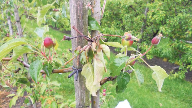 Befallene Apfelbäume der Sorte Pinova im Obstgarten vom Plantahof. (Bild Gregor Canova, LBBZ Plantahof)