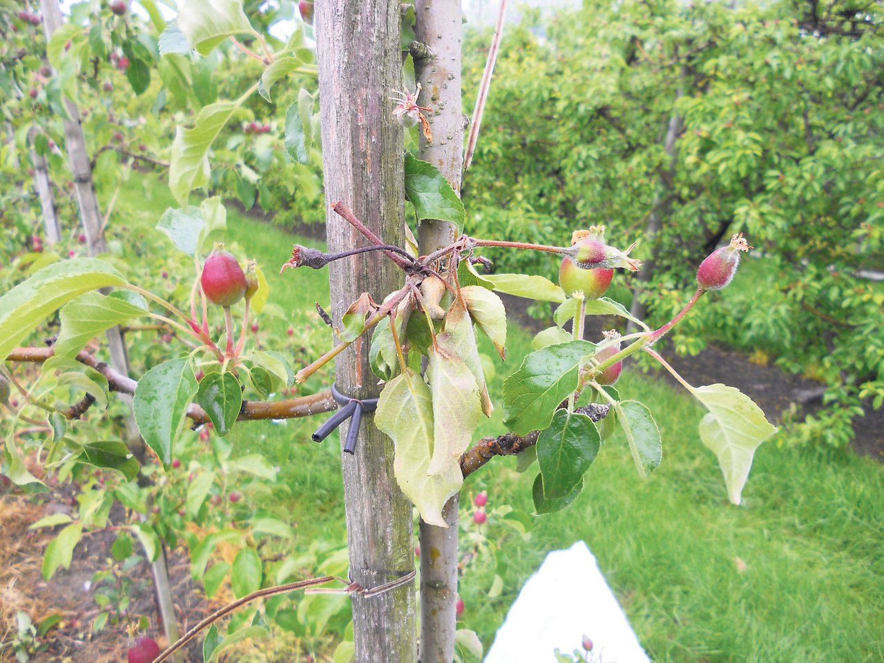 Befallene Apfelbäume der Sorte Pinova im Obstgarten vom Plantahof. (Bild Gregor Canova, LBBZ Plantahof)