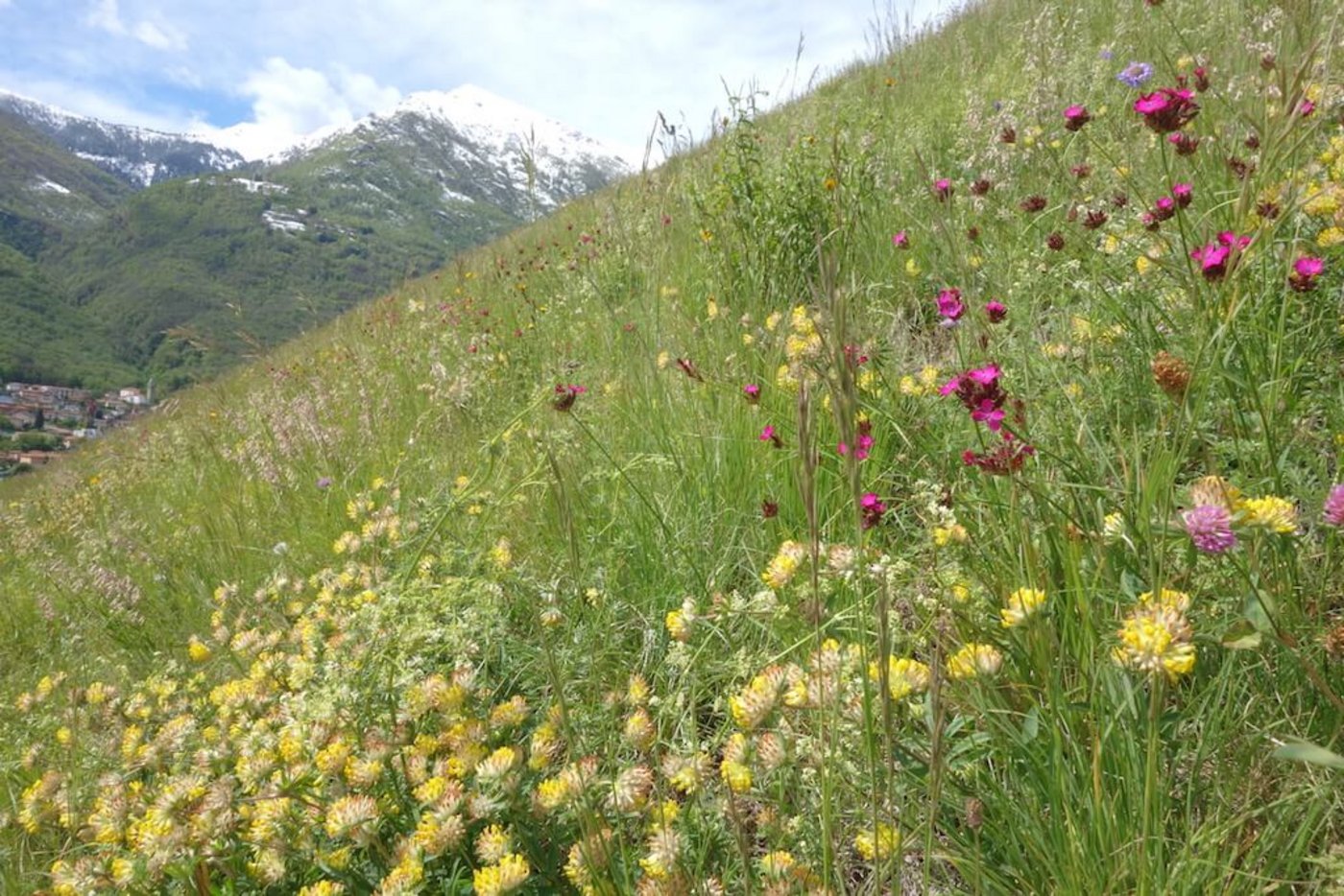 Das lokale Saatgut sichert eine Begrünung mit für die Region passenden Pflanzen.
