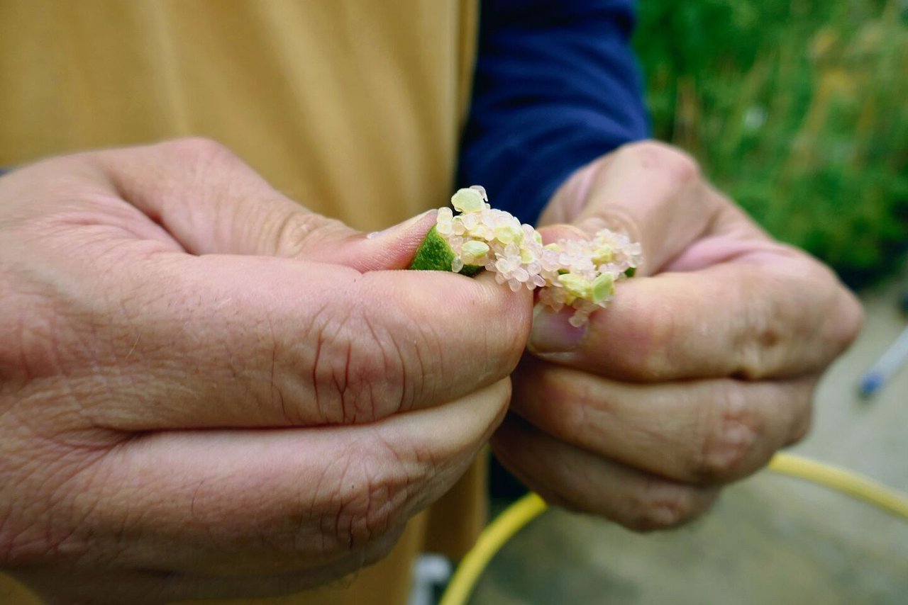 Fingerlimette aus dem australischen Busch: Das perlenartige Fruchtfleisch erinnert nicht nur in der Form, sondern auch in der Konsistenz an Kaviar.