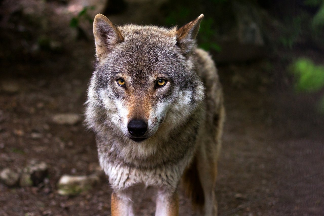 Bafu reicht Beschwerde gegen den Wolfsabschuss im Wallis ein. (Bild Pixabay)