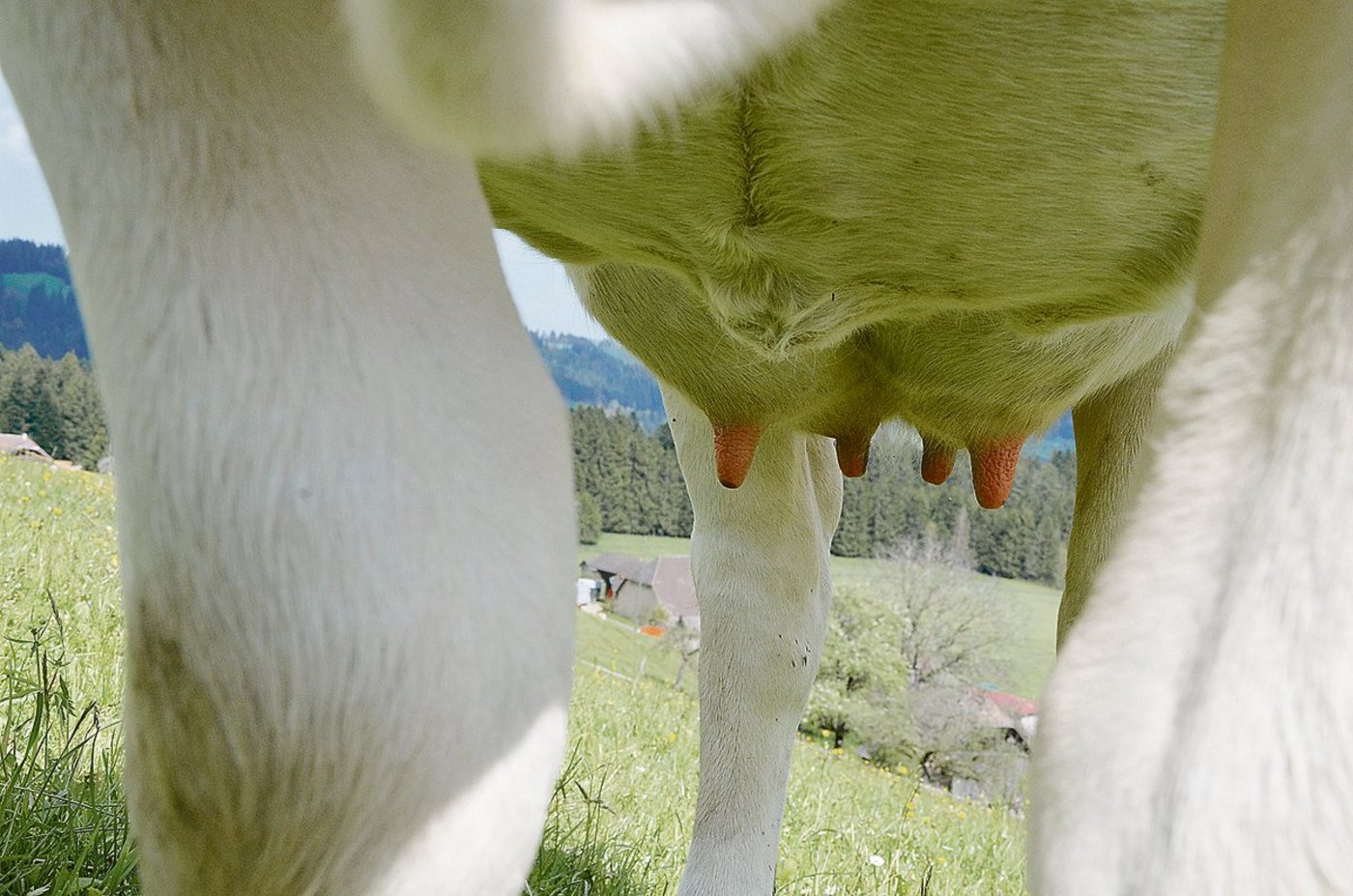 Die Fütterung  hat einen bedeutenden Einfluss auf die Eutergesundheit.(Symbolbild BauZ)