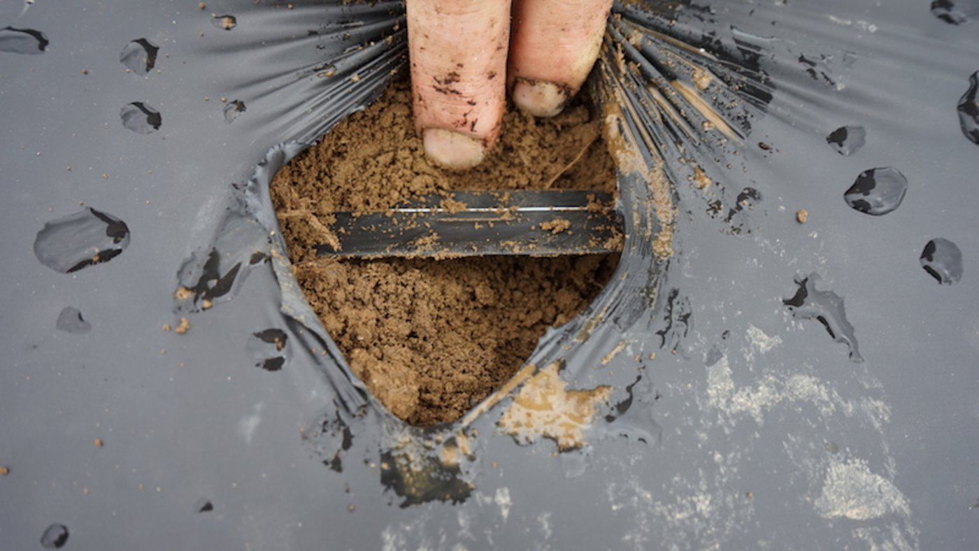 Das Wasser läuft bei der Tröpfchenbewässerung durch einen Schlauch, der unter der schwarzen Folie eingesetzt wurde und zielgenau bewässert. (Bild lid)