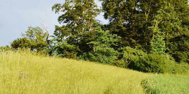 Der ehemalige Landwirt stutzte seine Hecke ohne Bewilligung. (Symbolbild dj)