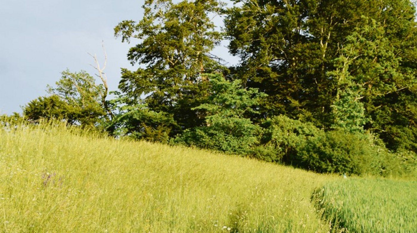 Der ehemalige Landwirt stutzte seine Hecke ohne Bewilligung. (Symbolbild dj)
