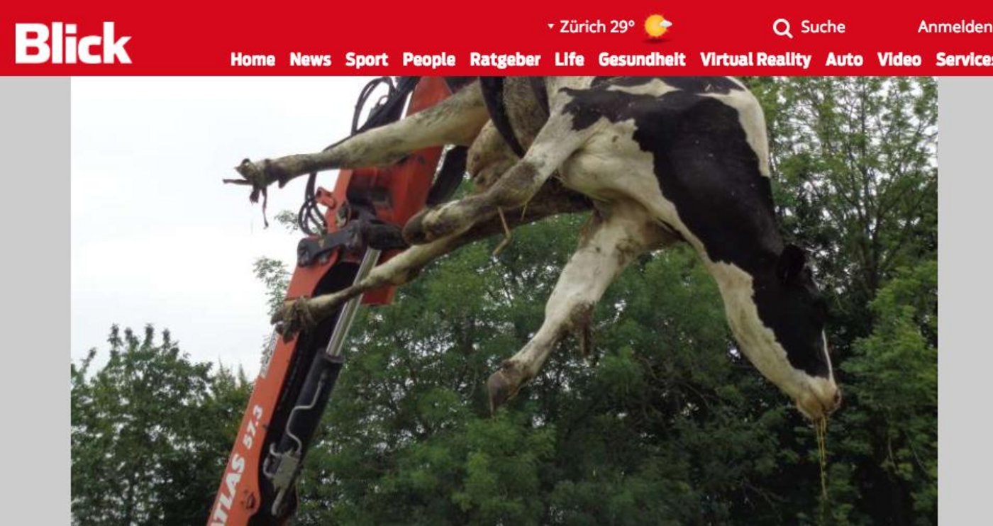Eines der Fotos von Armin Griesemer: Eine Kuh wird aus dem Stall abtransportiert.