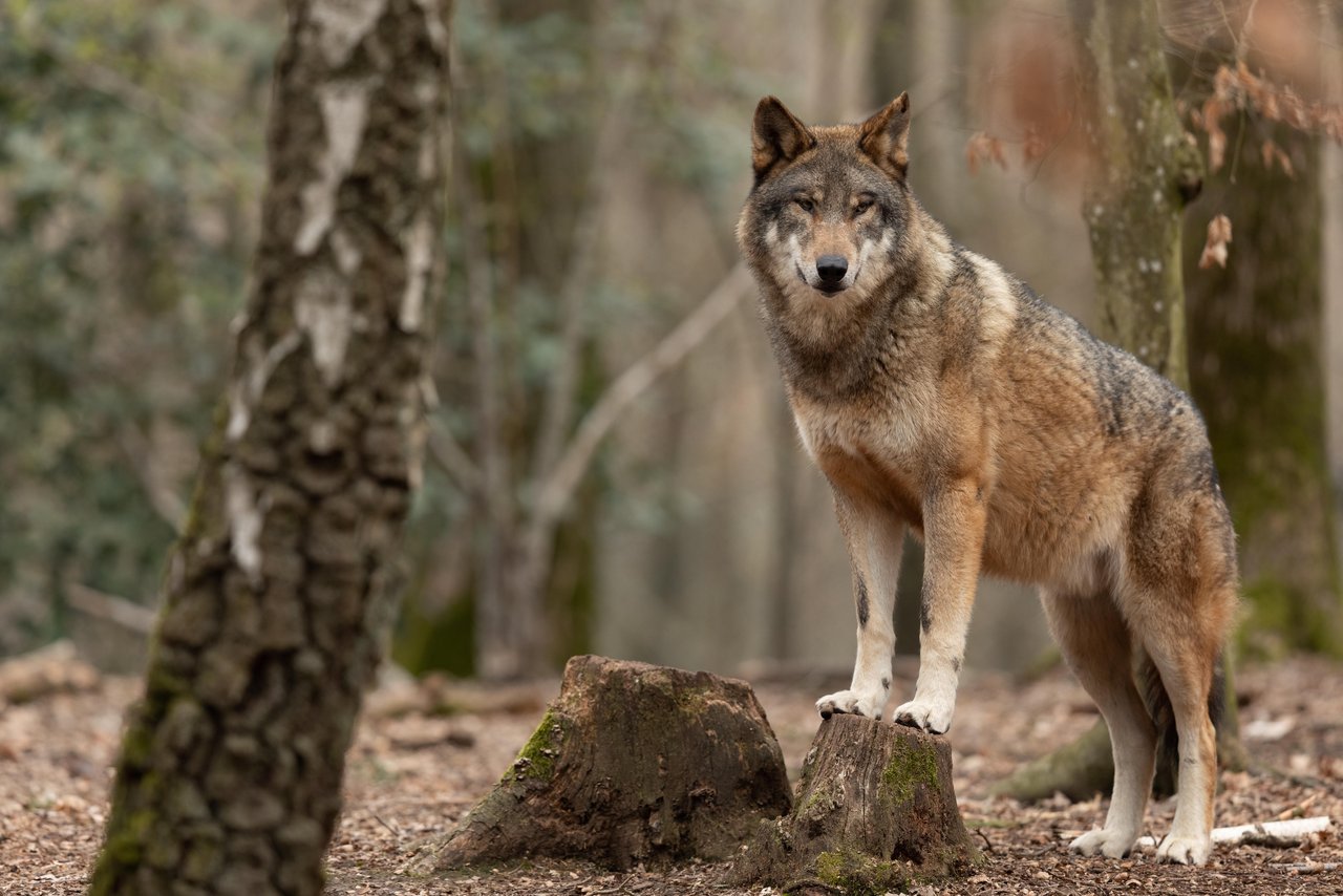 Mit Hilfe von DNA-Analysen konnte das AJF die genaue Herkunft der Wölfe ermitteln. Dabei konnten sie zwei Wölfe aus dem Balkan und dem mitteleuropäischen Raum registrieren. (Bild AdobeStock)
