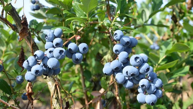 Heidelbeeren sind ein einheimisches Beispiel für Superfood. (Bilder Marianne Stamm)