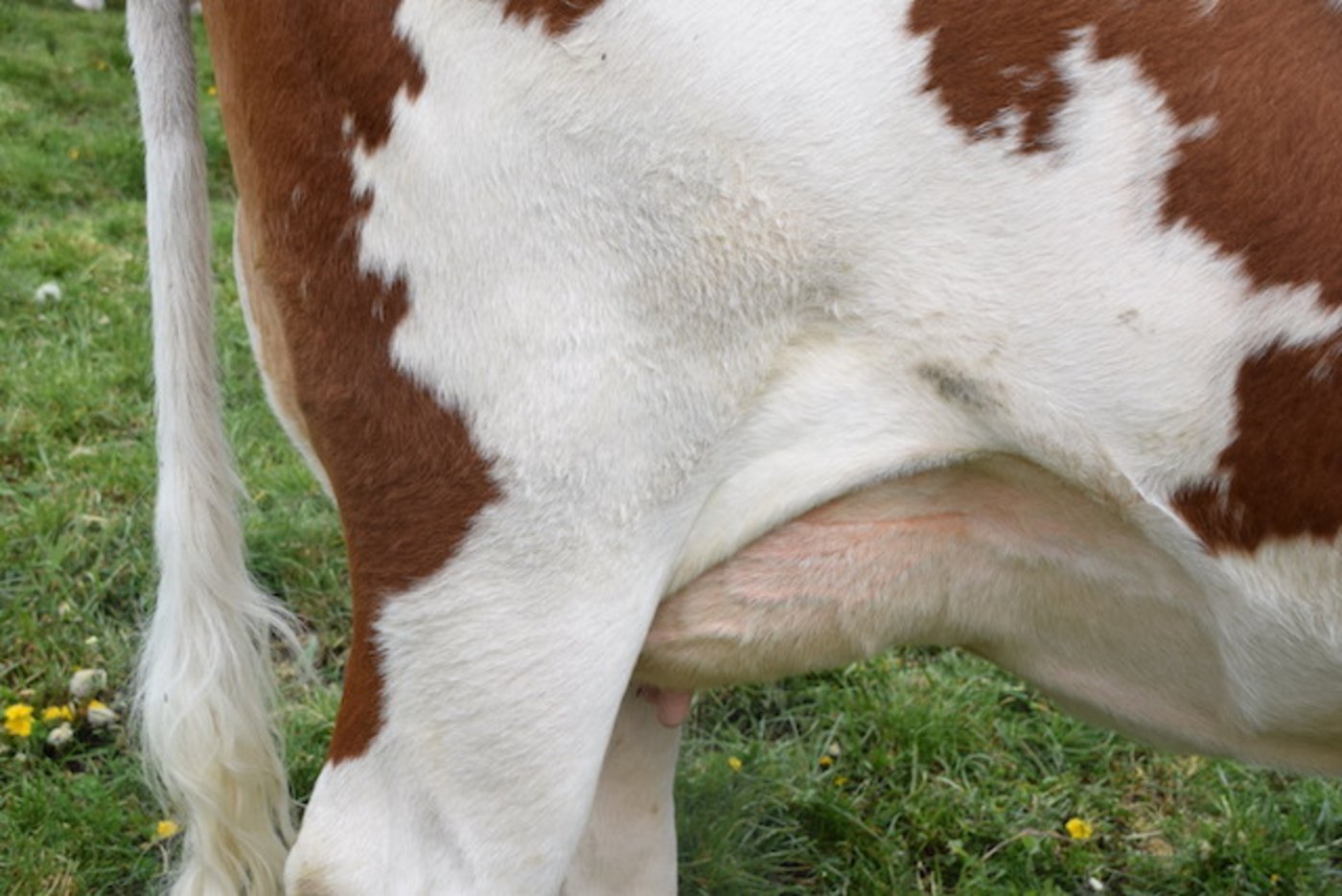 Das super Euter von Ben Kalinka. Die Erstlingskuh wurde diesen Frühling mit 44 44 90 beurteilt. 