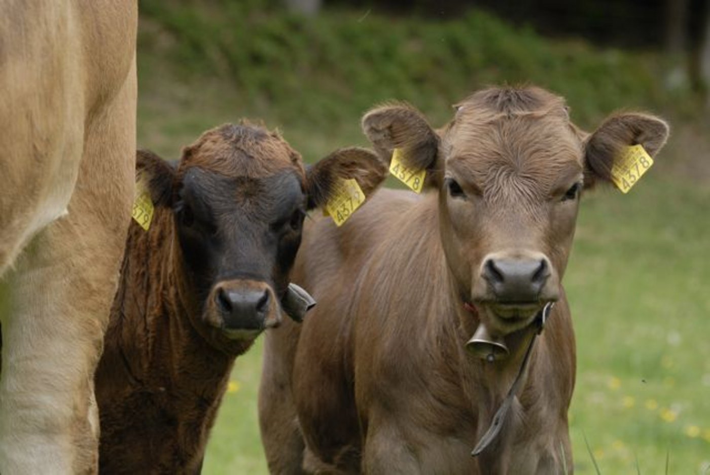 Natura-Veal-Kälber sind von Geburt an bei der Mutter und werden unmittelbar nach dem Absetzen im Alter von rund fünf Monaten geschlachtet. (Bild BauZ)