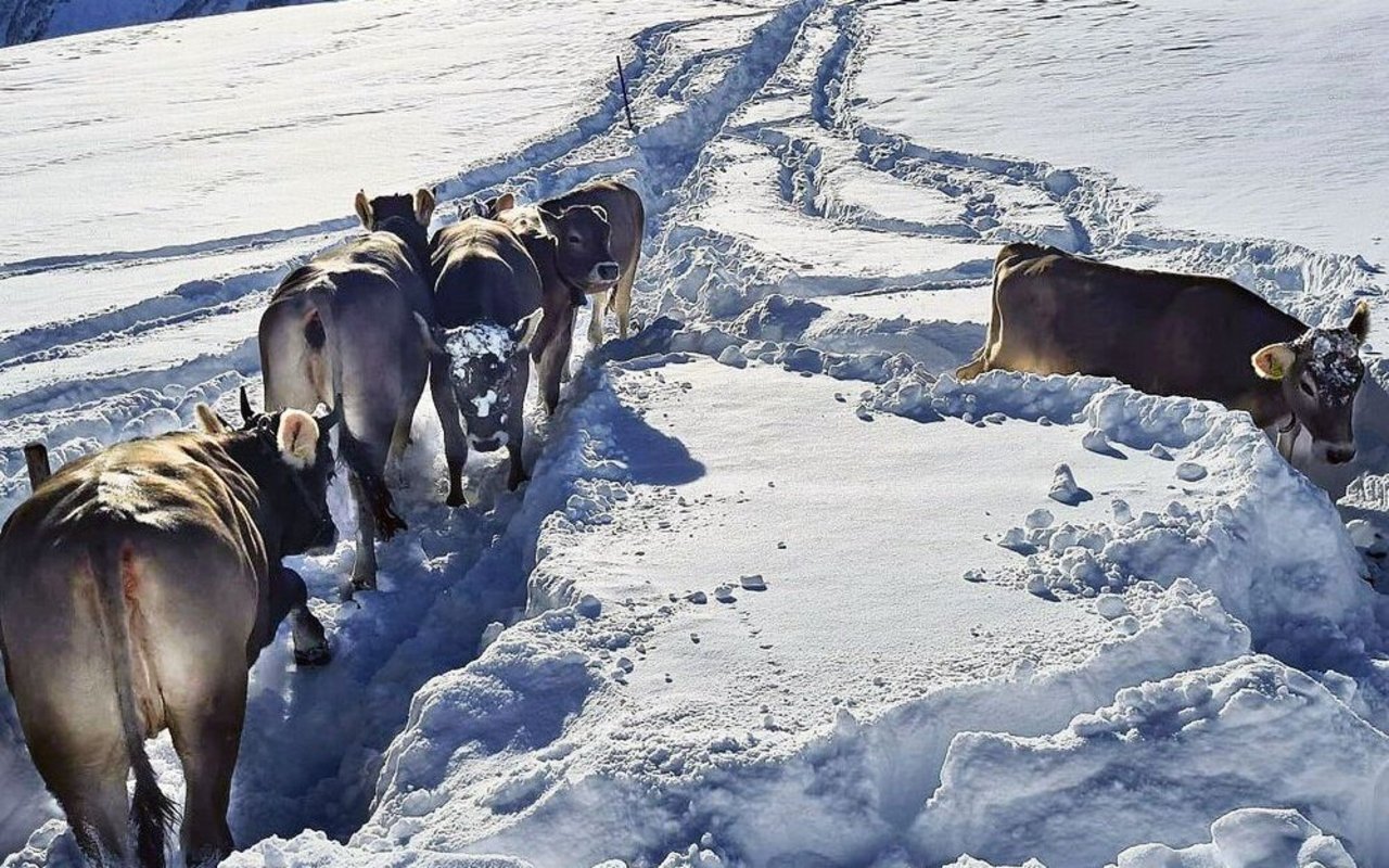 «Schneetraining» der Rinder auf 1600 Metern über Meer für die Zügelten ins Tal.