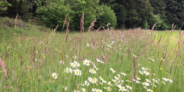 Besonders bei Blumenwiesen mit hoher Qualität besteht noch Potenzial für zusätzliche Ökobeiträge. (Bild js)