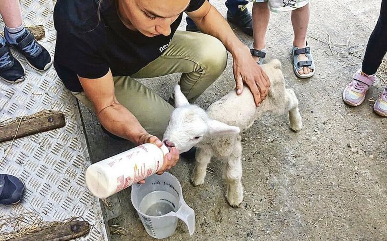 Lämmli schöppeln bei Kindergarten-Besuch.