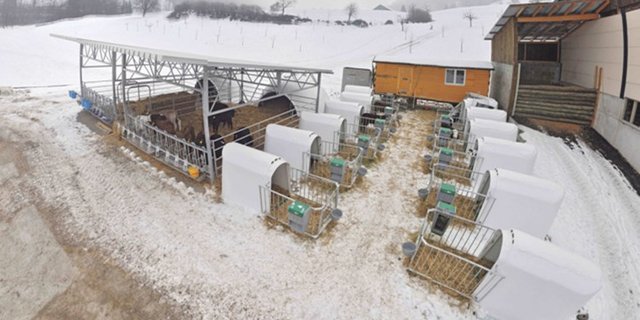 Beim "Freiluftkalb" leben die Tiere zuerst in Einzeliglus und nach der Quarantäne in Gruppen mit überdachtem Auslauf. (Bild Ueli Häcki)