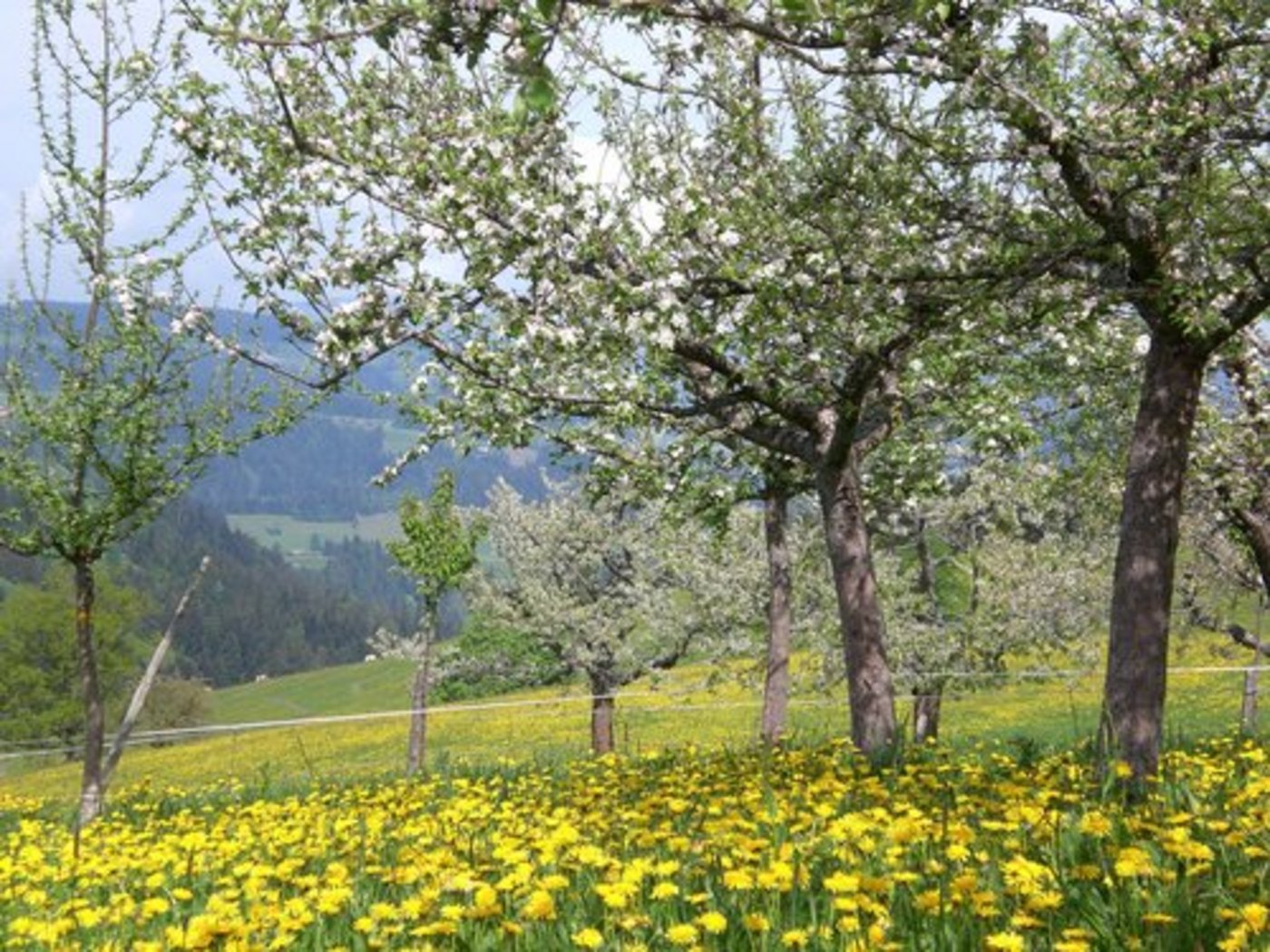 Nachhaltig ist Landwirtschaft, wenn sie mit der Natur zusammenarbeitet, so Dr. D'Odorica von der ETH Zürich. (Bild: Franca Mordasini/landwirtschaft.ch)