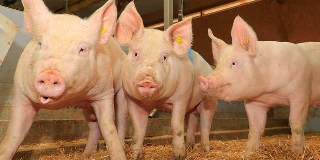 Digitalisierung ersetzt nicht die tägliche Visite im Stall. (Bild Peter Röthlisberger)