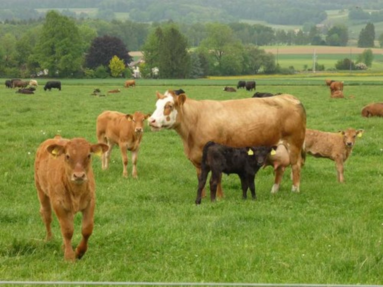 Bauern halten immer mehr Mutterkühe. (Bild lid)