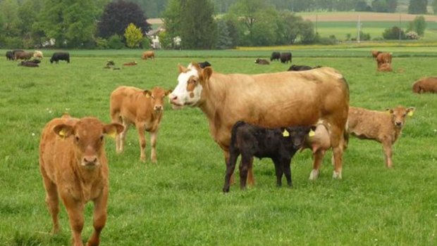 Bauern halten immer mehr Mutterkühe. (Bild lid)