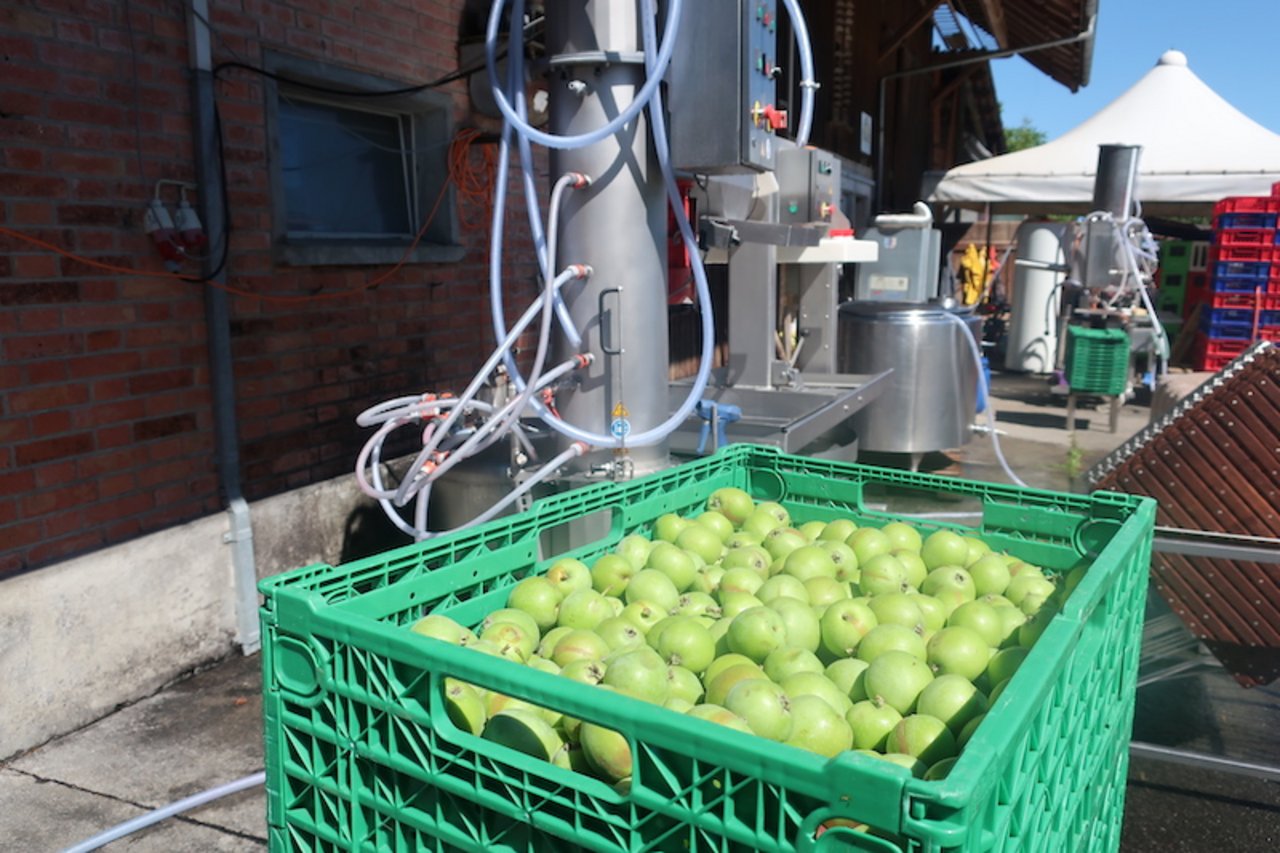Aus noch grasgrünen Äpfeln wird anfangs Juli Verjus gepresst.
