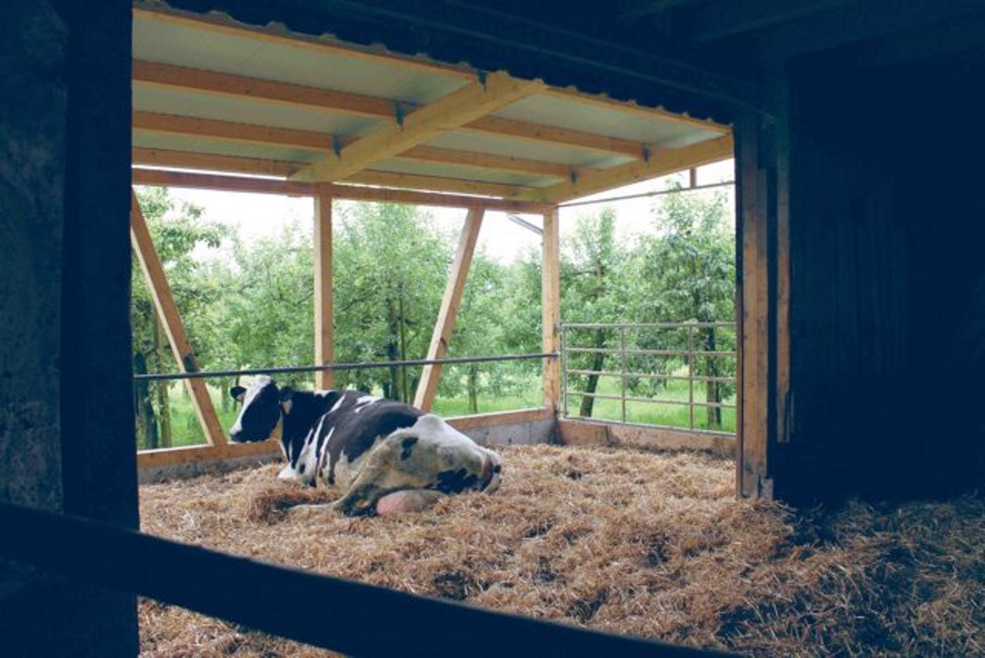 Roman Ledergerber verbesserte auf seinem Betrieb in Arnegg mittels dieses Anbaus die Luftqualität für seine Galtkühe.