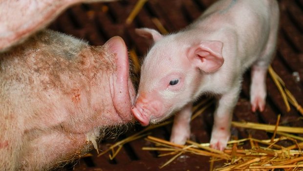 Von derartiger Harmonie ist man in der Schweinebranche weit entfernt: Mit harten Bandagen wird um die Kontrolle von Suisag gekämpft. (Bild Peter Röthlisberger / die grüne)