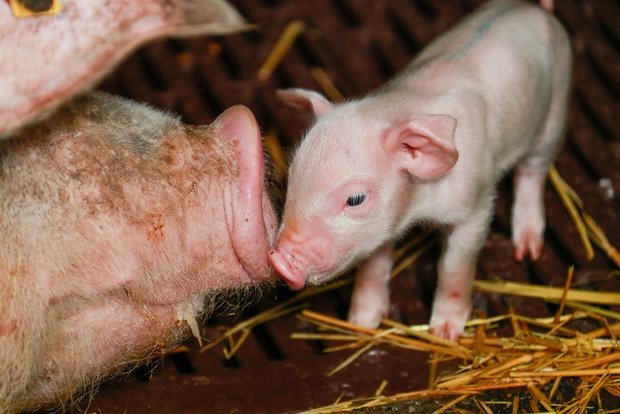 Dicke Luft in der Schweinebranche: Es tobt ein Machtkampf um Suisag Von derartiger Harmonie ist man in der Schweinebranche weit entfernt: Mit harten Bandagen wird um die Kontrolle von Suisag gekämpft. (Bild Peter Röthlisberger / die grüne)