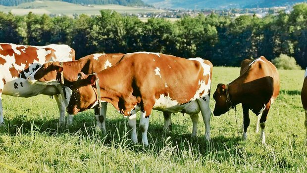 Viele Red-Holstein-Kühe leiden zunehmend an ansteigenden Becken. Dies habe Auswirkungen auf die Fruchtbarkeit. Swissgenetics dürfe keine Stiere von solchen Mütter mehr ankaufen, wird gefordert.(Bilder sb)