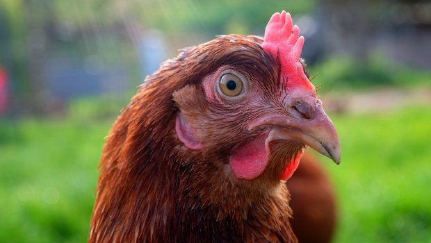 Was ist für das Wohlergehen eines Huhns wichtig? Welche Bedürfnisse hat ein Schwein? – Solche Fragen müssten aus Sicht der GTS wissenschaftlich beantwortet werden, um das Tierwohl zu verbessern. (Bild Pixabay)