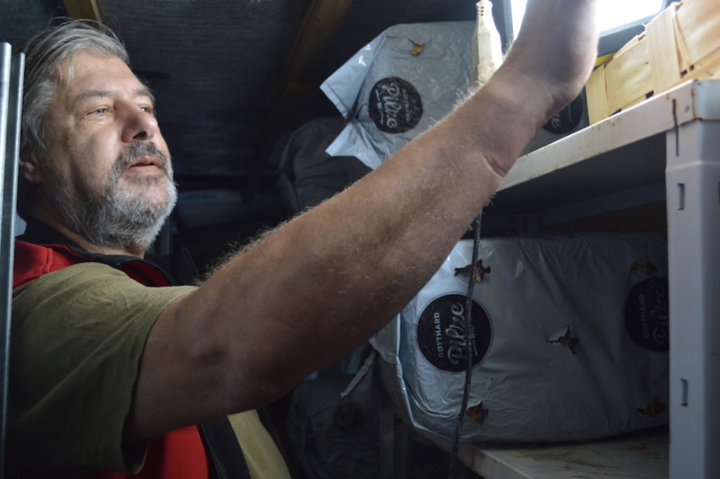 Laubscher bei der Ernte: Vorsichtig dreht er die Pilzgruppen aus den Blöcken.