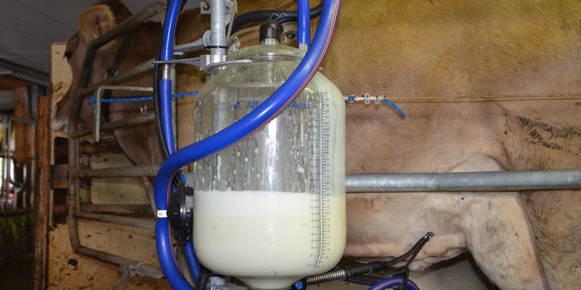 Eine braune Kuh steht im Melkstand. Im Vordergrund zu sehen ist das Glas, das sich mit Milch füllt.