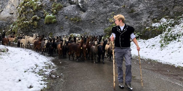 Zügig ziehen die rund 80 Alpakas und Lamas über die steile Strecke zurück ins Tal. (Bilder pd)