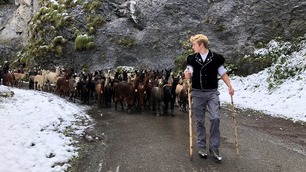 Zügig ziehen die rund 80 Alpakas und Lamas über die steile Strecke zurück ins Tal. (Bilder pd)