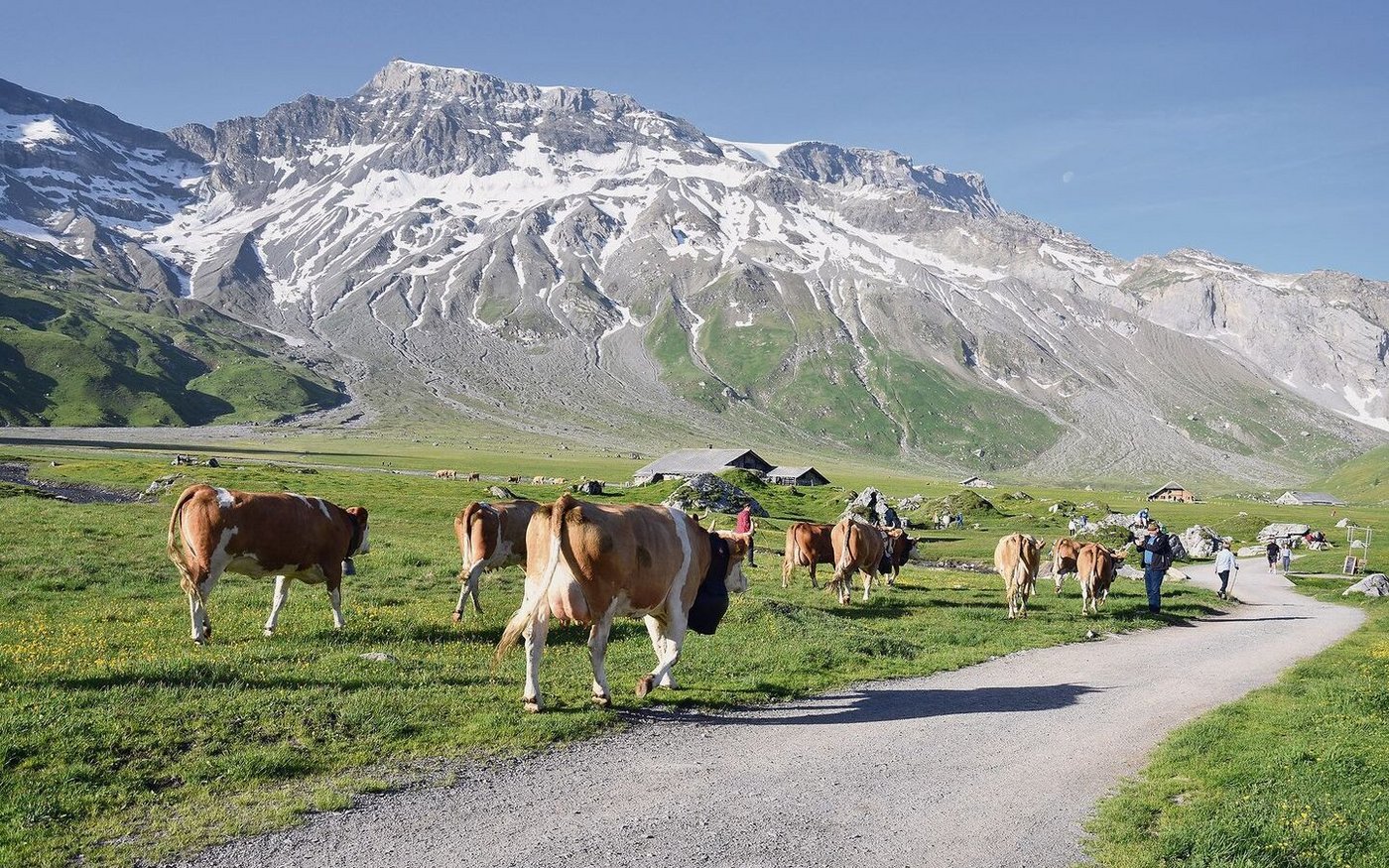 Die Hochebene bietet ein einzigartiges Panorama. Rund 500 Tiere werden bis Ende August hier oben gesömmert.