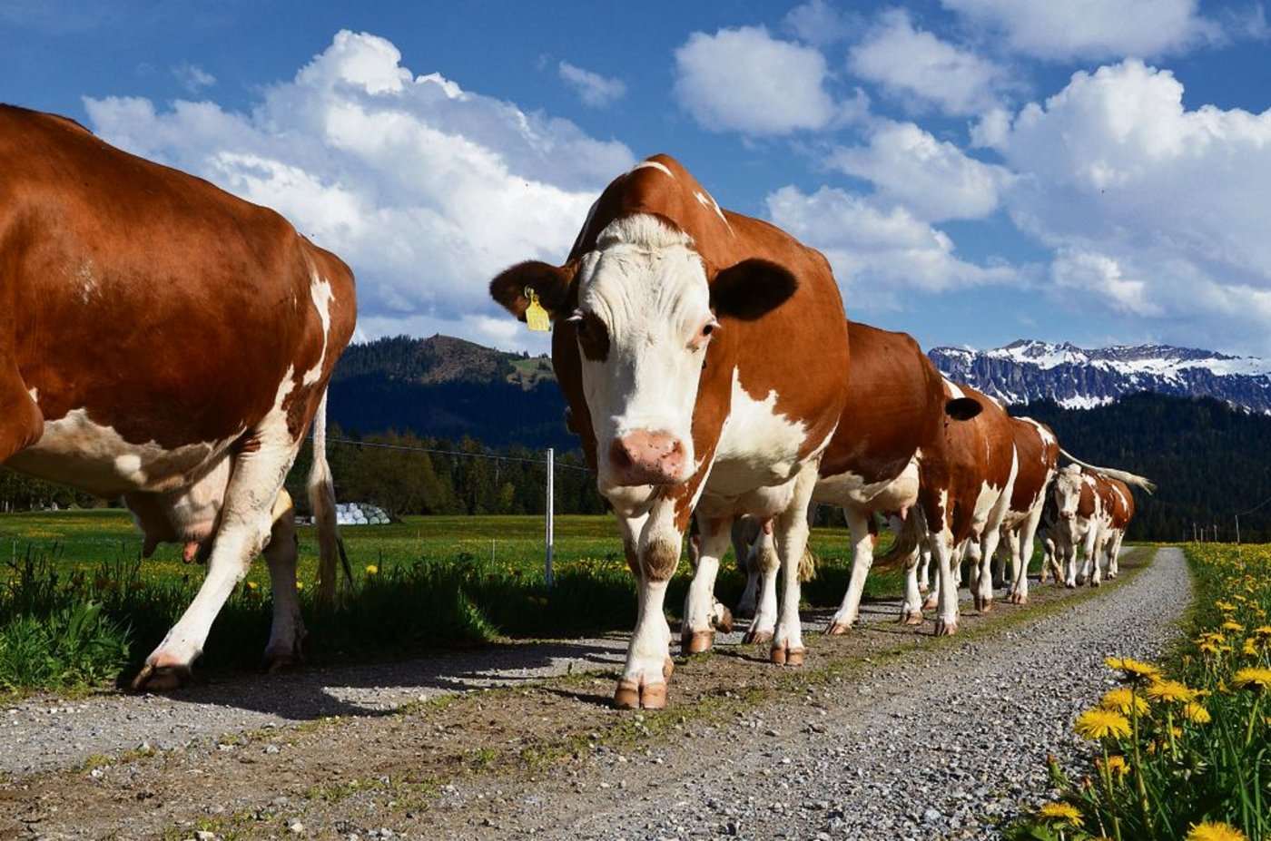 Der Kuhpreis steigt auf ein neues Rekordhoch. (Bild BauZ)