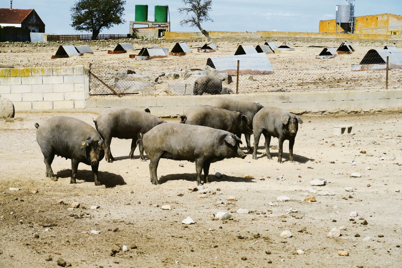 Iberische Schweine haben eine dunkle Haut. Sie werden teilweise in Steineichenwälder mit Eicheln gemästet, was dem Fleisch einen besonderen Geschmack verleiht. 