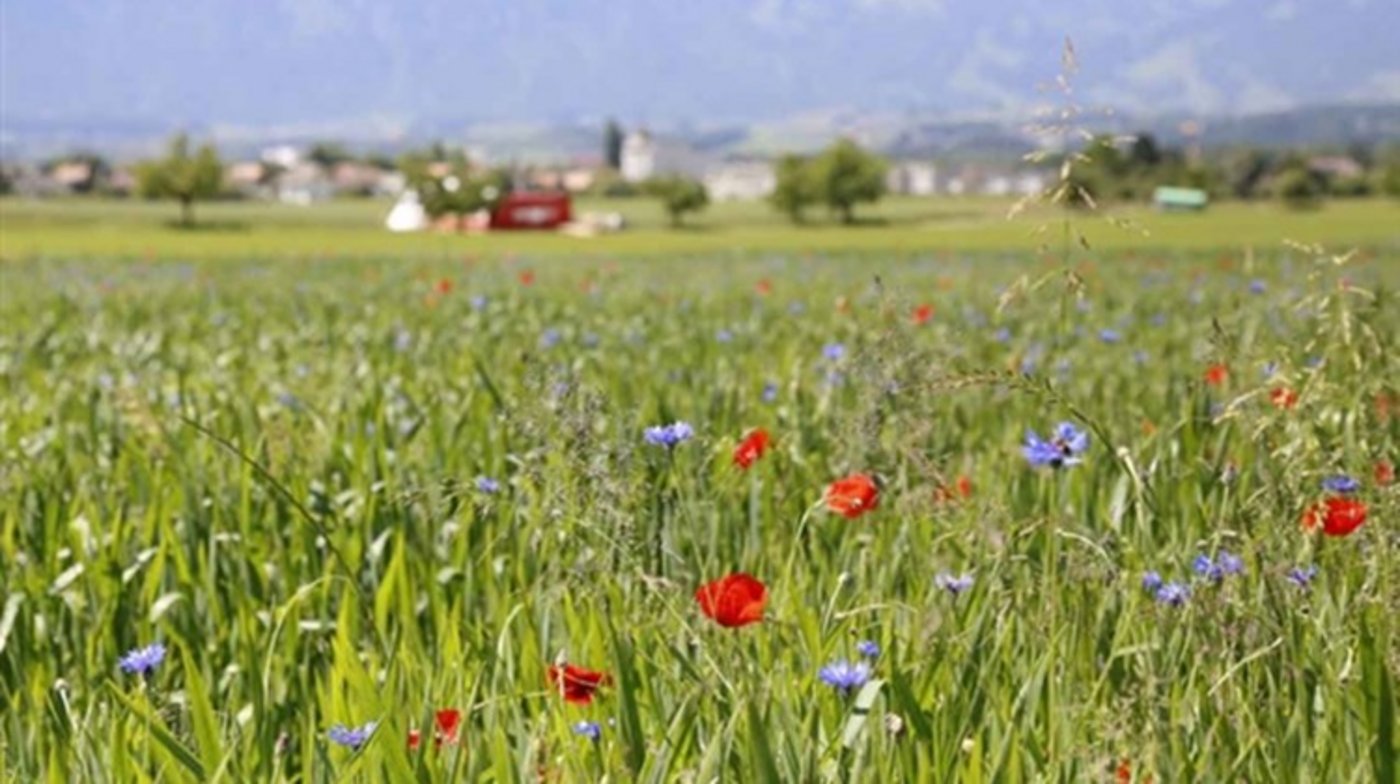 Der Bio-Markt ist gesättigt - wie geht es weiter mit der Bio Offensive Bern? (Bild lid)