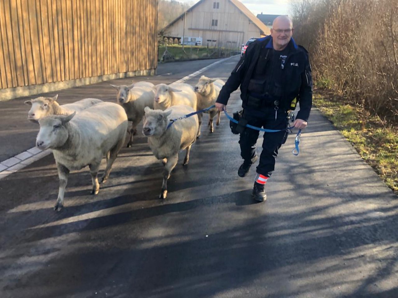 Kurze Geschichte, schönes Bild: Hier werden die augebüxten Schafe wieder auf ihre Weide geführt. (Bild Facebook/ Polizei Adliswil-Langnau am Albis)