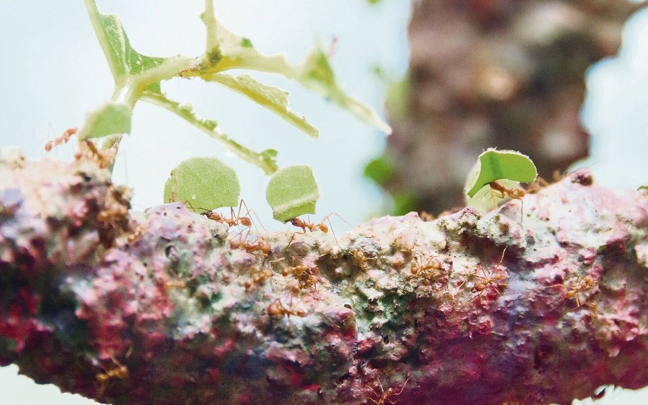 Blattschneider-Ameisen zerteilen mit ihren Mundwerkzeugen die Blätter von Egon Tschols Bäumen in kleine Stücke. In ihrem Bau verfüttern die Ameisen die Pflanzenteile an einen Pilz, der ihnen wiederum als Nahrung dient.