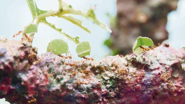 Blattschneider-Ameisen zerteilen mit ihren Mundwerkzeugen die Blätter von Egon Tschols Bäumen in kleine Stücke. In ihrem Bau verfüttern die Ameisen die Pflanzenteile an einen Pilz, der ihnen wiederum als Nahrung dient.