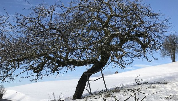 Die "Gyrenbader Quitte" ist gegen Quittenblattbräune robust. (FRUCTUS/pro arbore) 