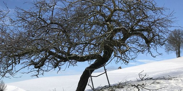 Die "Gyrenbader Quitte" ist gegen Quittenblattbräune robust. (FRUCTUS/pro arbore) 