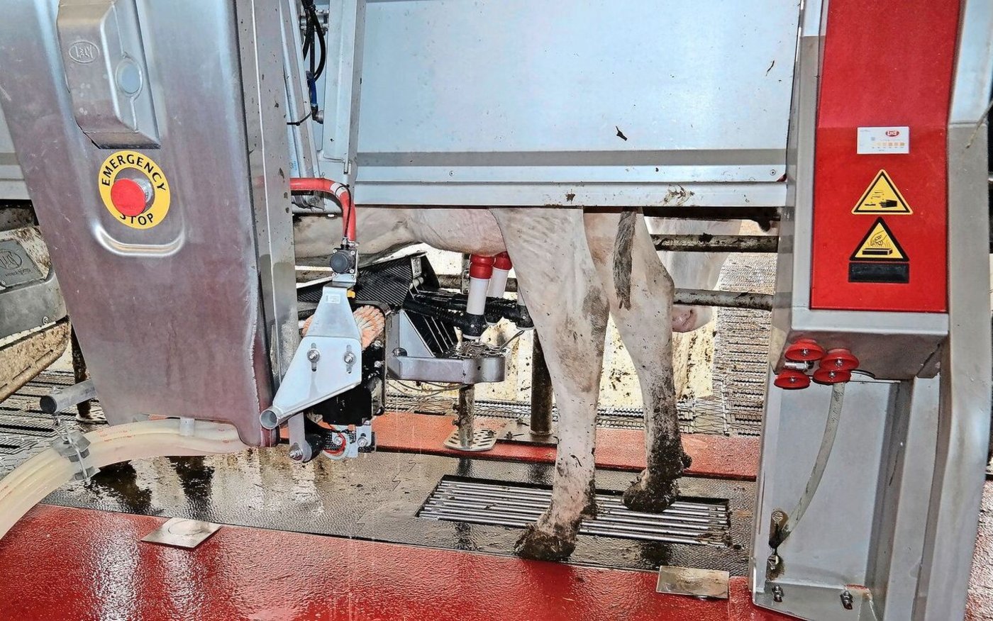 Künstliche Intelligenz wird in der Landwirtschaft heute bei Maschinen verwendet, die Muster erkennen können – zum Beispiel in Melkrobotern. 