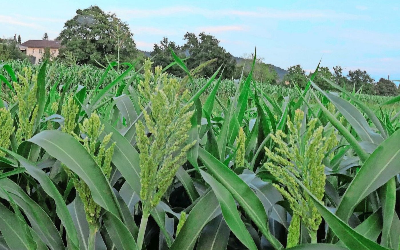 Die Sorte Willy wird gedroschen und eignet sich für die Viehfütterung.