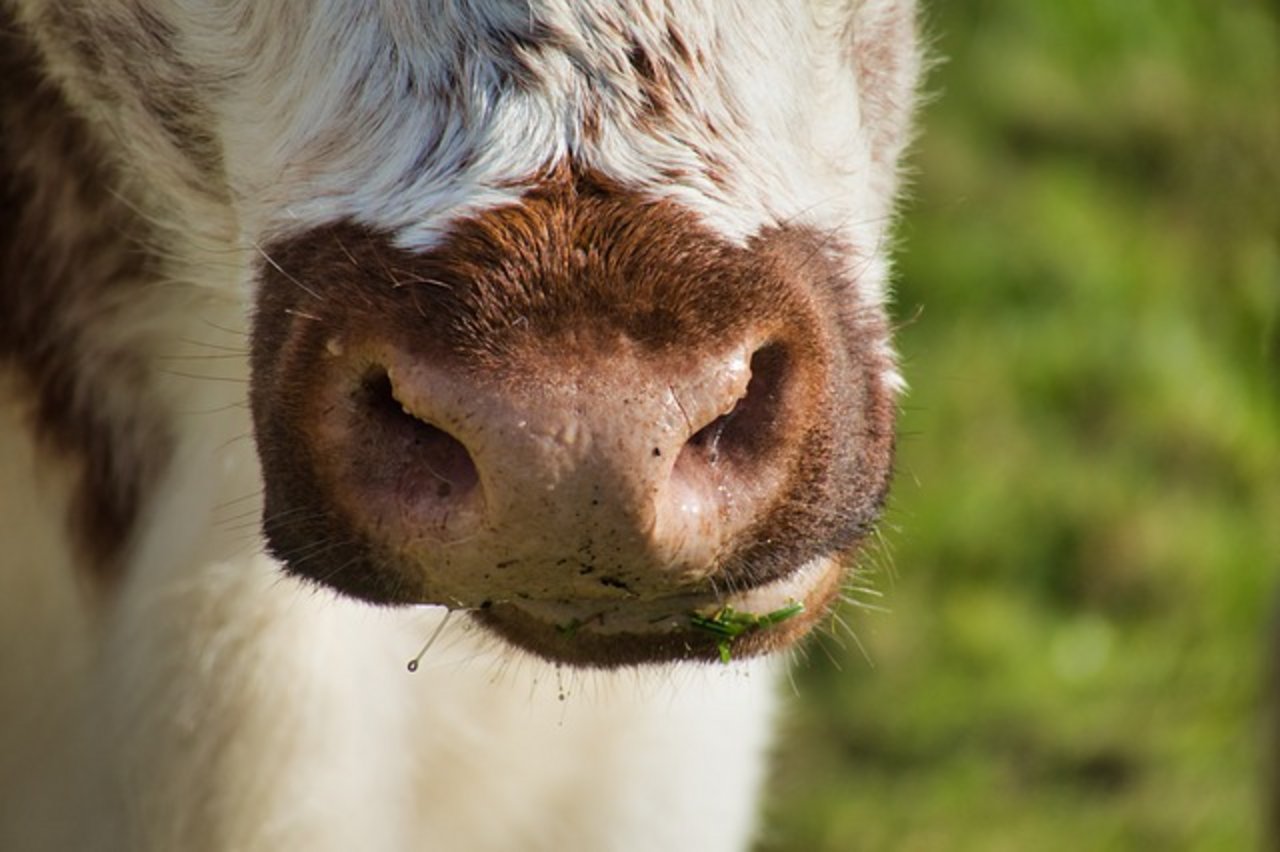 Die Kuh wurde bei der Kollision tödlich verletzt. (Symbolbild Pixabay)