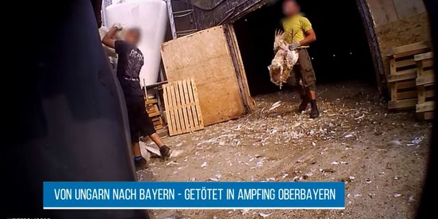 Der Abnehmer Bell hat unangemeldete Kontrollen im ungarischen Betrieb angekündigt. (Bild Screenshot Youtube Soko Tierschutz)