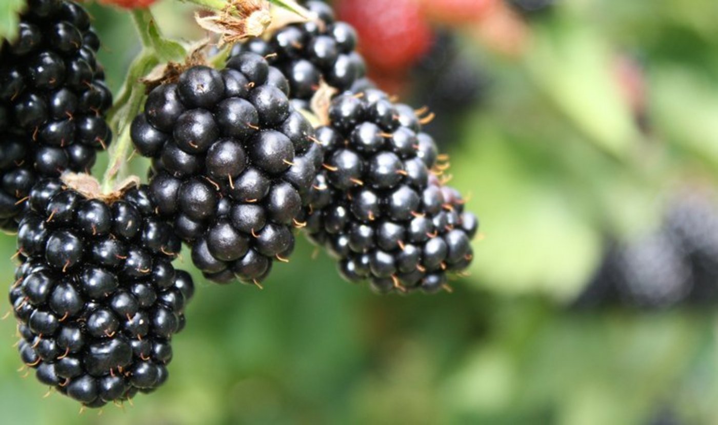 Brombeeren enthalten viel Vitamin C. (Bild Nicolas Christe/landwirtschaft.ch)
