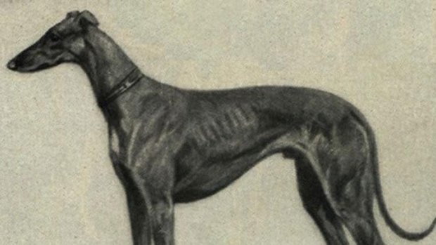 Greyhound_-Nordiskfamiljebok_s.jpg