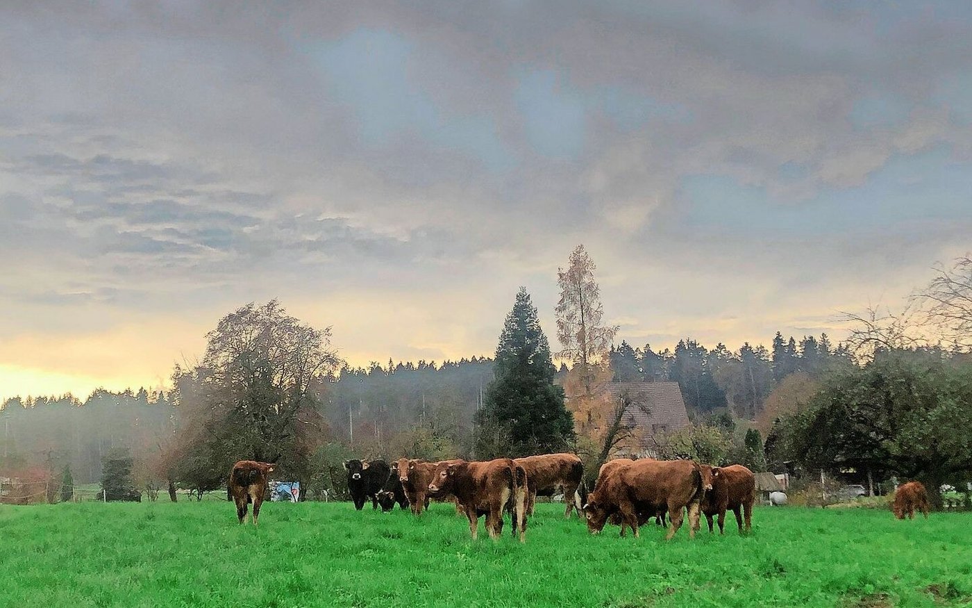 Kühe sind für viele Tierhalterinnen und Tierhalter mehr als bloss Nutztiere. Zwischen Mensch und Kuh entstehen häufig tiefe Beziehungen, die in Erinnerung bleiben.